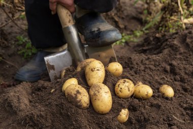 Bahçede patates hasadı. Taze biçilmiş patatesli çiftçi sebzeler, organik tarım konsepti