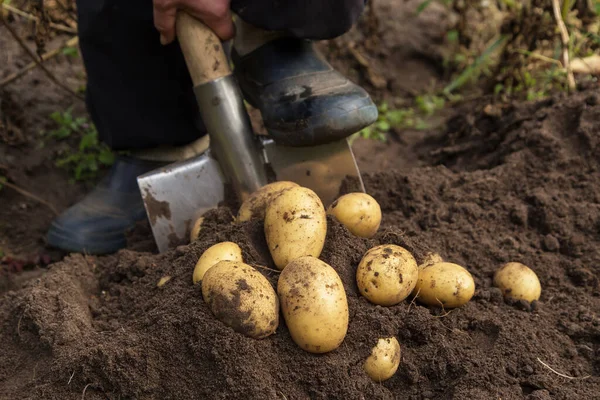 Harvesting potato in the garden. Farmer with freshly harvested potatoes vegetables, organic farming concept