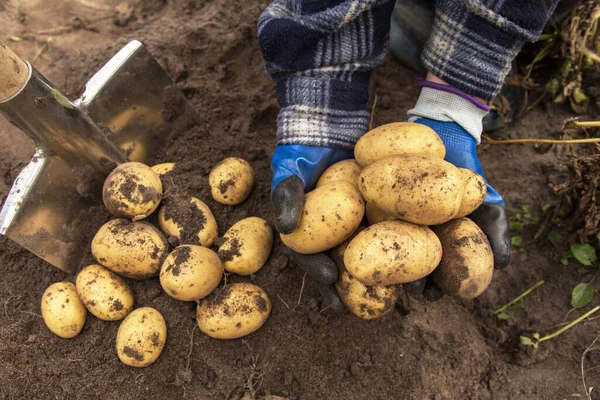 Bio Gemüse Frische Rohe Kartoffeln Den Händen Der Bauern Kartoffelernte — Stockfoto