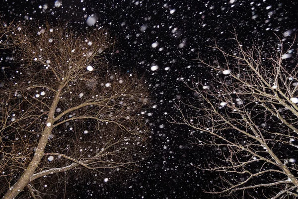 Winter night with snow flakes falling. Snowfall, trees in forest in snow with bokeh