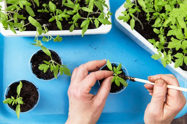 Mains Avec Peu Plantes Cultiver Semer Planter Transplanter Des Semis — Photo