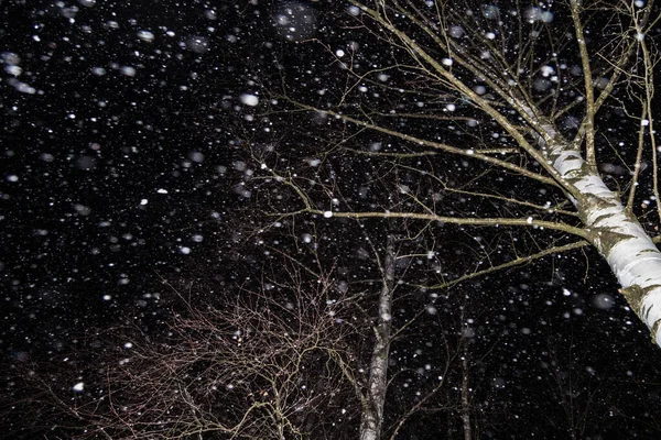 Winter night with snow flakes falling. Snowfall, trees in forest in snow with bokeh