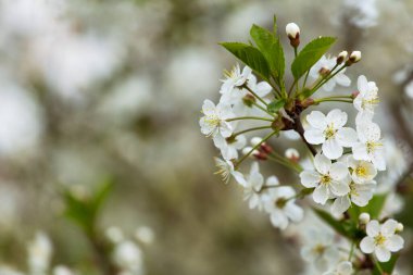 Bahar çiçeği, çiçek, kiraz ağacı dalında beyaz çiçekler yakın plan, makro. Kopyalama alanı olan Bokeh soyut arkaplanı
