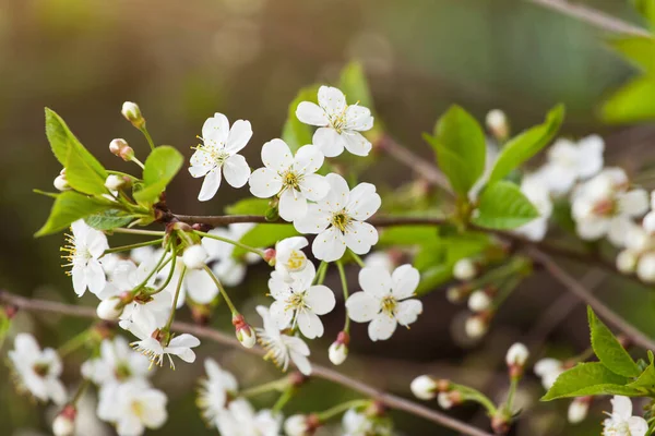 Spring Bloom Blossom White Flowers Cherry Tree Branch Closeup Macro — Stock Photo, Image