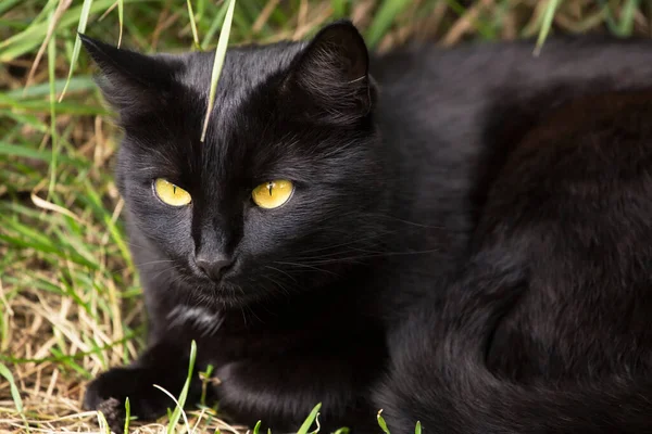 Beautiful Black Cat Portrait Yellow Eyes Closeup — Stock Photo, Image