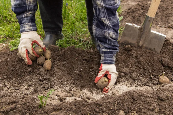 stock image Farmer planting sprouts potatoes in the ground in garden. Growing organic vegetables