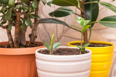 Beyaz turuncu tencerelerde farklı ev bitkileri. Saksıda Zamiokulka bitkisinin tomurcukları. Kapalı alanda büyüyen bitkiler.