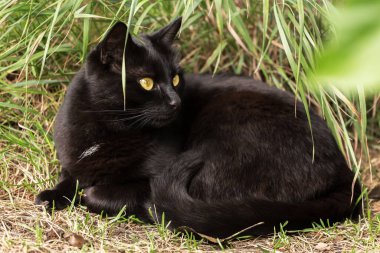 Bombay siyah kedi portresi. Sarı gözlü. Açık havada yeşil çimlerde.