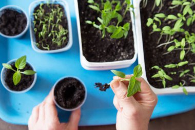 Küçük, taze biberli eller. Büyüme, tohum ekme, nakil tohumu, bitki yetiştirme, evde sebze yetiştirme
