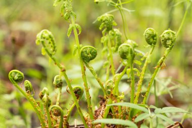 Bahar ormanlarında, güneş ışığında eğreltiotu filizlenir.