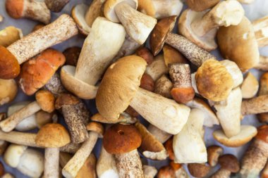 Pek çok yeni hasat edilen yenilebilir porcini yaban mantarı arka plan dokusu yakın plan