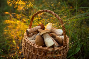 Yenebilir mantar porcini hasır sepetin içinde Ormandaki çimlerde Sunlight 'ta