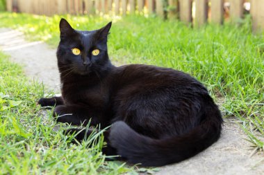 Bombay siyah kedi portresi. Sarı gözlü. Açık havada yeşil çimlerde.