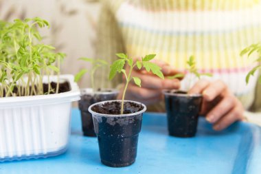 Genç küçük domates bitkisi. Yakın plan. Büyüme, tohum ekme, nakil tohumu, ev bitkisi, evde sebzeler