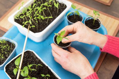 Genç, küçük biber bitkisi olan kadın elleri. Büyüme, tohum ekme, nakil tohumu, ev bitkisi, evde sebzeler