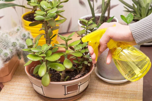 Hands spraying and watering different houseplant with water sprayer in pots at home. Growing indoor home plant