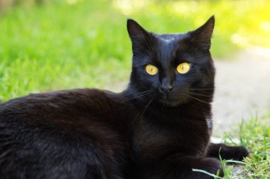 Güzel Bombay siyah kedi portresi, sarı gözlü. İlkbahar bahçesinde yeşil çimlere yakın.