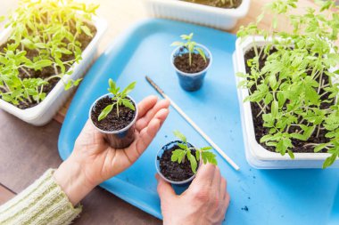 Genç domates filizini kabın içine filizlendiren kadın elleri. Büyüme, tohum ekme, nakil ev yapımı, evde sebze yetiştirme.