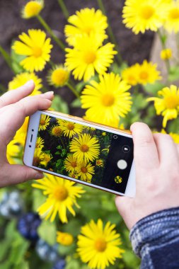 Akıllı telefon, cep telefonu, yakın çekim. Kamerada sarı papatya çiçekleri ile doğa fotoğrafı ve video yapmak