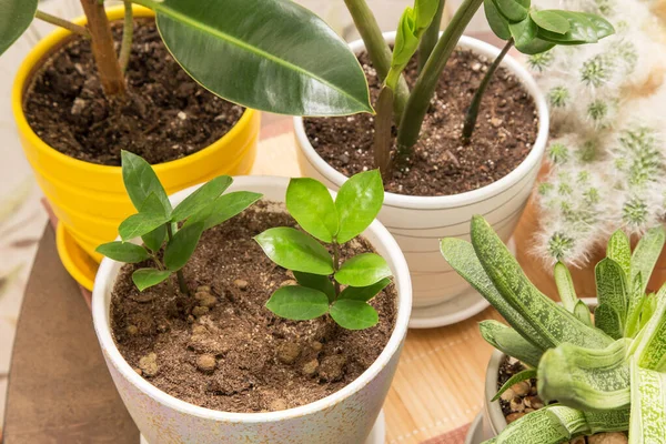 Piccola Pianta Giovane Zamiokulkas Vaso Vicino Piante Appartamento Diverse Vaso — Foto Stock