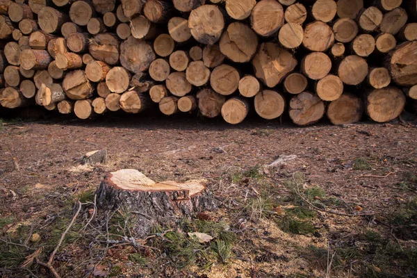 Stump of pine tree and many felled trees on ground in forest. Timber harvesting. Deforestation, forest destruction