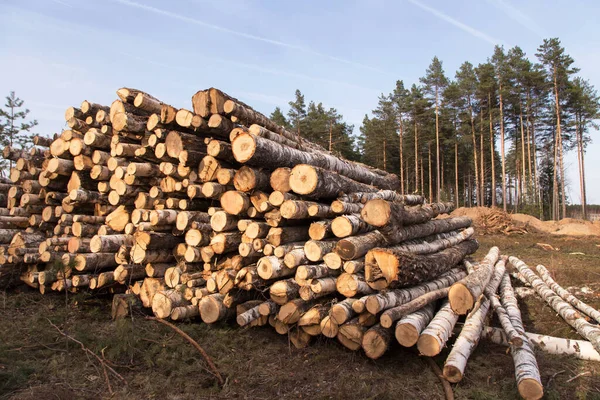 Timber Harvesting Deforestation Forest Destruction Cut Birch Trees Pile Stack — Stock Photo, Image