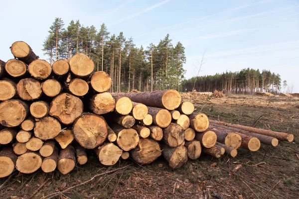 Cosecha Madera Deforestación Destrucción Forestal Muchos Troncos Aserrados Pinos Suelo — Foto de Stock