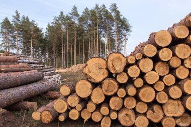 Orman yok etme, orman yok etme. Ormanda yerde doğranmış ağaç. Yığın, yığınla kesilmiş çam ağacı.