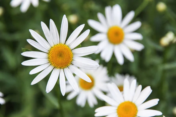 Kamille Garten Aus Nächster Nähe Makro Draufsicht Floral Gänseblümchen Natürlichen — Stockfoto