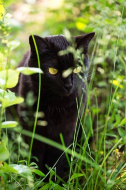 Güzel siyah kedi portresi, sarı gözlü ve özenli bakışlı bahar bahçesinde yeşil çimlerde güneş ışığı altında yakın
