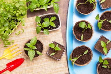 Büyüme, tohum ekme, nakil tohumu, tohum ekme, evde sebze yetiştirme. Saksıdaki küçük bitkiler. Üst manzara, düz uzanma