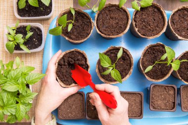 Büyüme, tohum ekme, nakil tohumu, ev bitkisi, sebze. Saksıdaki küçük bitkiler. Üst manzara, düz uzanma