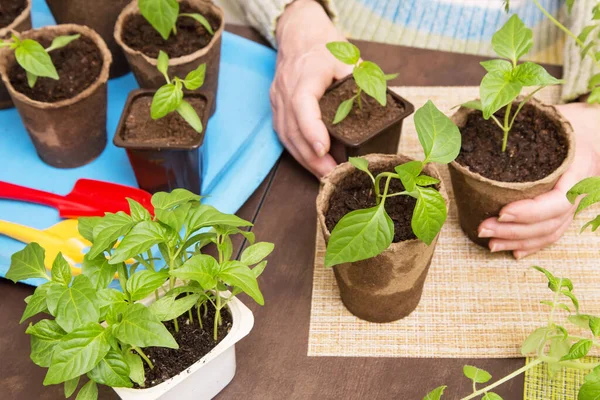 Mains Féminines Avec Jeunes Petites Plantes Poivre Dans Des Pots — Photo