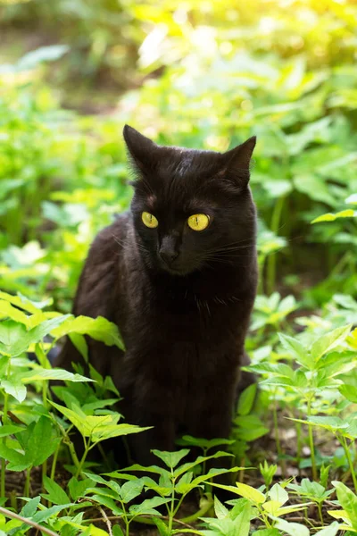 Симпатичный Портрет Черной Кошки Желтыми Глазами Внимательным Взглядом Сидит Весеннем — стоковое фото