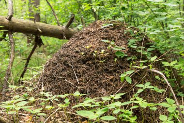 Kocaman bir karınca tepesi. Ormanda, yeşil çimlerde ve bitkilerde.