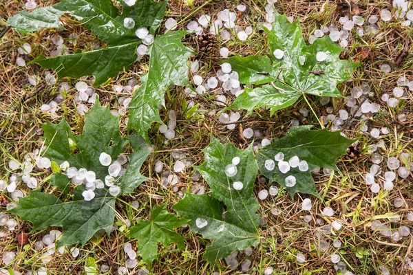 Grandine Dopo Grandinata Sull Erba Strappato Foglie Vicino Molte Palle — Foto Stock