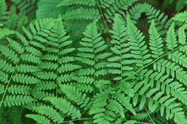 Ormandaki yeşil eğreltiotu yaprağı kapanıyor. Doğal yeşil arkaplan, doku