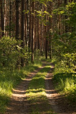 Yol, yol güzel yeşil çam ormanlarında güneşli bir günde, güneş ışığı