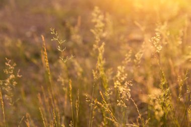 Çimenler ve bitkiler sabah sarı turuncu güneş ışığı yakın çekim, makro. Güzel soyut sarı turuncu yeşil doğa bulanık arkaplan
