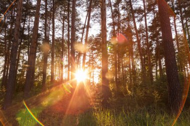 Ormandaki parlak günbatımı güneşi güneş ışınları ve çam ağaçlarının arasından geçen güneş ışığı. Güzel sıcak hava