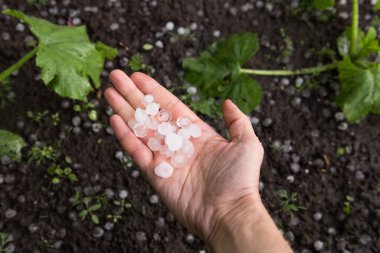 Dolu üstüne dolu, avucumuzun içinde. Bahçedeki toprakta yaz fırtınası sonrası buz topları