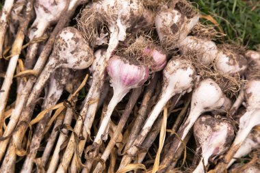 Sarımsak. Bahçede taze organik sarımsak hasadı.