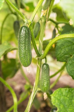 Bahçede yeşil yapraklı salatalık ve salatalık var. Organik bahçıvanlık, tarım