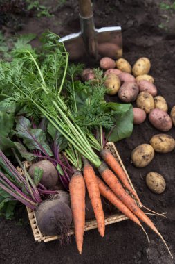 Bir demet organik pancar ve havuç, bahçedeki toprakta taze toplanmış patates. Sonbahar sebze hasadı, tarım.
