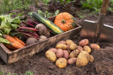 Bahçedeki toprağın üzerindeki tahta kutuda farklı taze organik sebzelerin güz hasadı. Taze toplanmış havuç, pancar, balkabağı, kabak ve patates, çiftçilik.