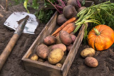 Sonbahar hasadı farklı organik sebzeler bahçedeki toprakta ahşap kutuda. Taze toplanmış havuç, pancar, balkabağı ve patates, çiftçilik.