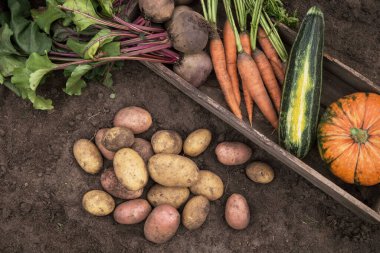 Sonbahar hasadı farklı organik sebzeler bahçedeki toprakta ahşap kutuda. Taze toplanmış havuç, pancar, balkabağı, kabak ve patates.