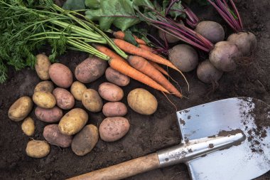 Bahçedeki toprakta kürekli organik sebzelerin güz hasadı. Taze toplanmış havuç, pancar kökü ve patates, çiftçilik.