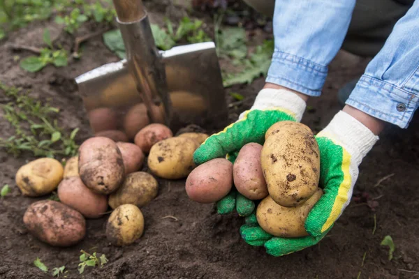 Biologische Kartoffelernte Garten Bauernhände Handschuhen Mit Frisch Geernteten Gelben Und — Stockfoto