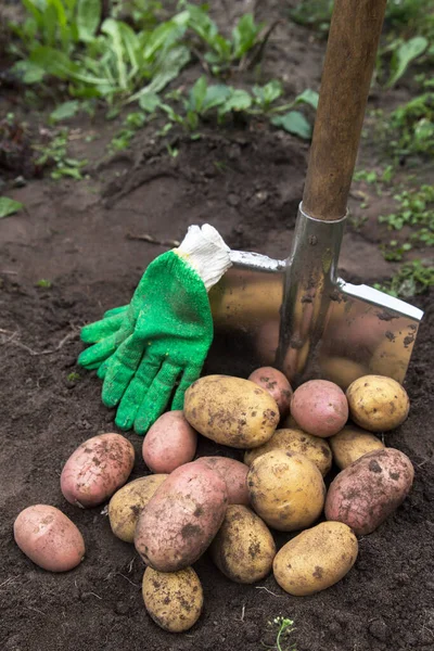 Bio Kartoffelernte Gelb Und Rosa Aus Nächster Nähe Frisch Geerntete — Stockfoto